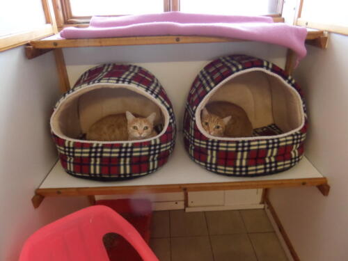 Posh Paws Cattery