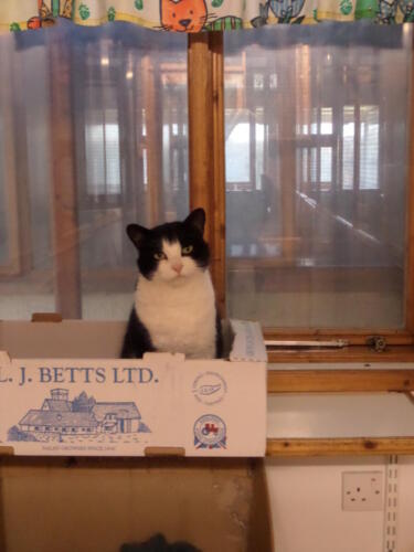 Posh Paws Cattery