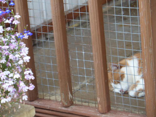 Posh Paws Cattery