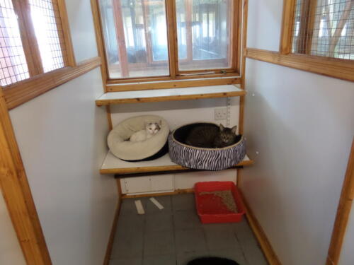 Posh Paws Cattery