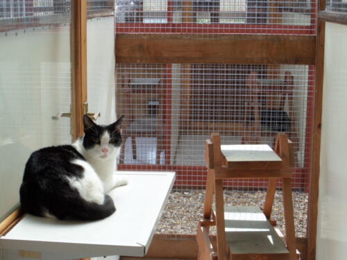 Posh Paws Cattery