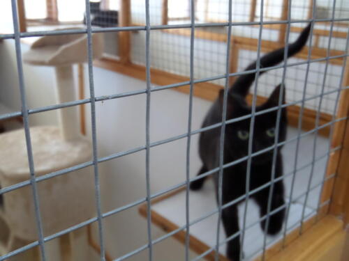 Posh Paws Cattery